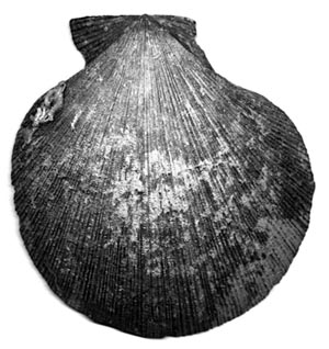 Chlamys islandica